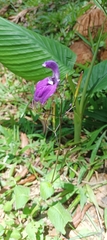 Brillantaisia owariensis