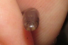 Indotyphlops porrectus