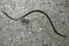 Indotyphlops porrectus