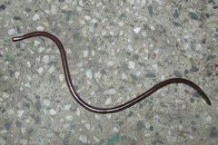 Indotyphlops porrectus