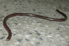 Indotyphlops porrectus