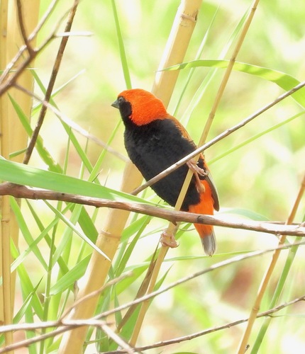 Zanzibar Red Bishop (Euplectes nigroventris), photo 3