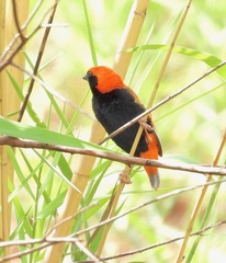 Euplectes nigroventris