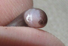 Indotyphlops porrectus