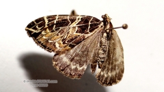 Eustroma aerosa