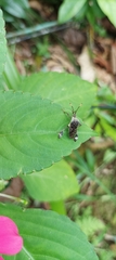 Merocoris