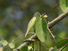 Pentatropis nivalis