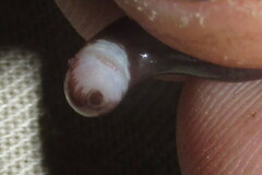 Indotyphlops porrectus