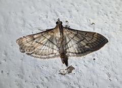 Marasmia trapezalis
