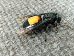 Vespa affinis