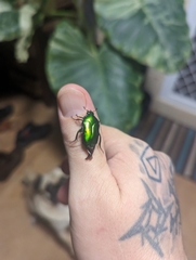 Ischiopsopha pulchripes