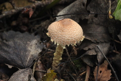 Lepiota clypeolaria