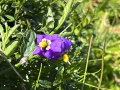 Solanum parishii