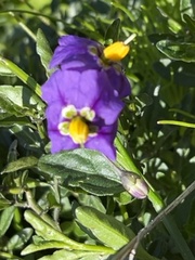Solanum parishii