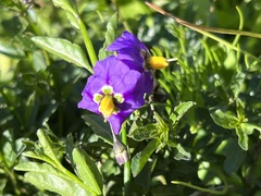 Solanum parishii