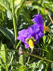 Solanum parishii