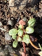 Pogogyne serpylloides