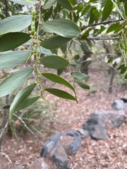 Acacia complanata