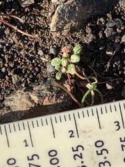 Pogogyne serpylloides