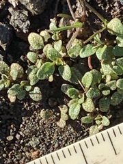 Pogogyne serpylloides