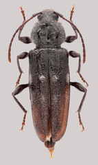 Hylotrupes bajulus