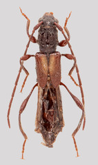 Molorchus umbellatarum