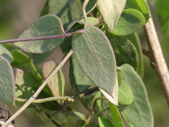 Pentatropis nivalis