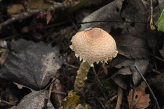 Lepiota clypeolaria