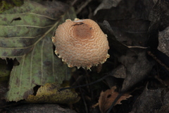 Lepiota clypeolaria