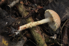 Lepiota clypeolaria