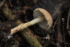 Lepiota clypeolaria