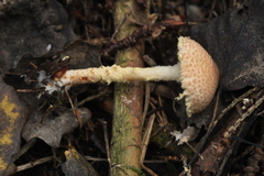 Lepiota clypeolaria
