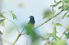 Icterus prosthemelas