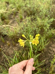 Calostemma luteum