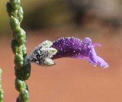 Eremophila homoplastica