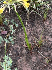 Calostemma luteum