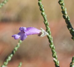 Eremophila homoplastica