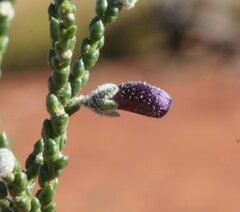 Eremophila homoplastica