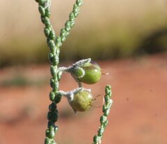 Eremophila homoplastica
