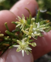 Lepidium leptopetalum