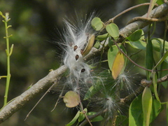 Pentatropis nivalis