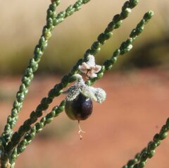 Eremophila homoplastica