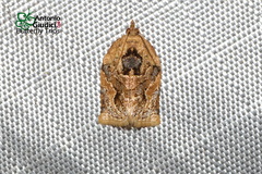 Adoxophyes privatana