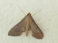 Bradina admixtalis
