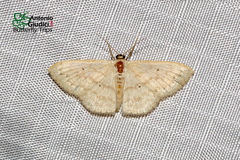 Scopula actuaria