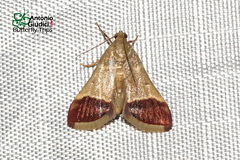 Tegulifera drapesalis