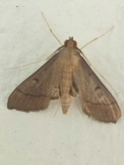 Bradina admixtalis