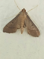 Bradina admixtalis