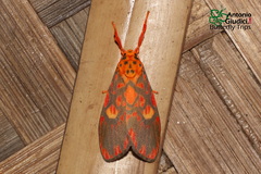 Ammatho cuneonotatus
