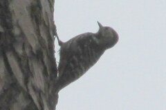 Dendrocoptes auriceps
